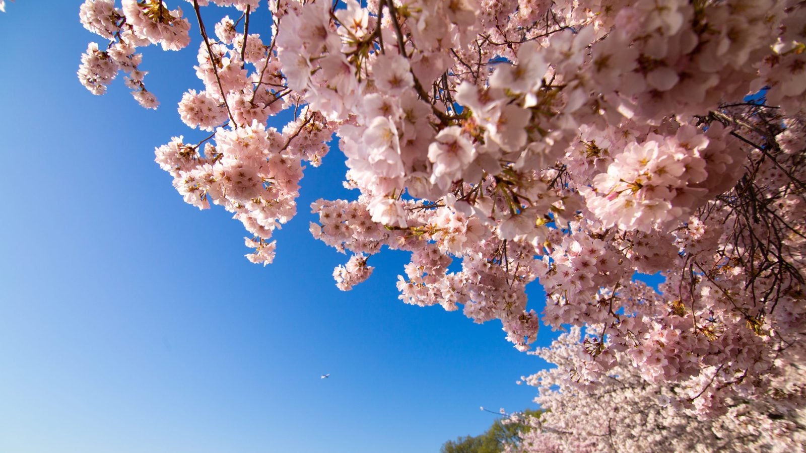 Pink cherry blossoms hang over the tidal basin with a blue sky behind them.