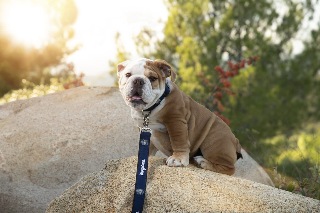 Jack the Bulldog is perched on a rock looking at the camera.